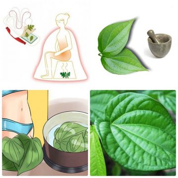 3 cách chữa viêm âm đạo bằng lá trầu không hiệu quả, an toàn nhất 7 Chữa viêm âm đạo bằng lá trầu không