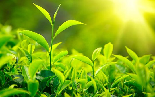 Lá chè xanh có chữa được viêm âm đạo không? Chuyên gia giải đáp 6 Lá chè xanh có chữa được viêm âm đạo không