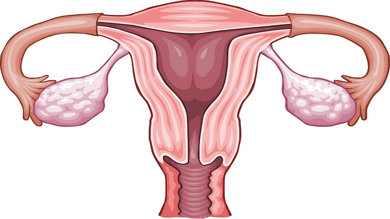 Buồng trứng ở nữ giới là yếu tố ảnh hưởng đến độ tuổi mãn kinh ở phụ nữ