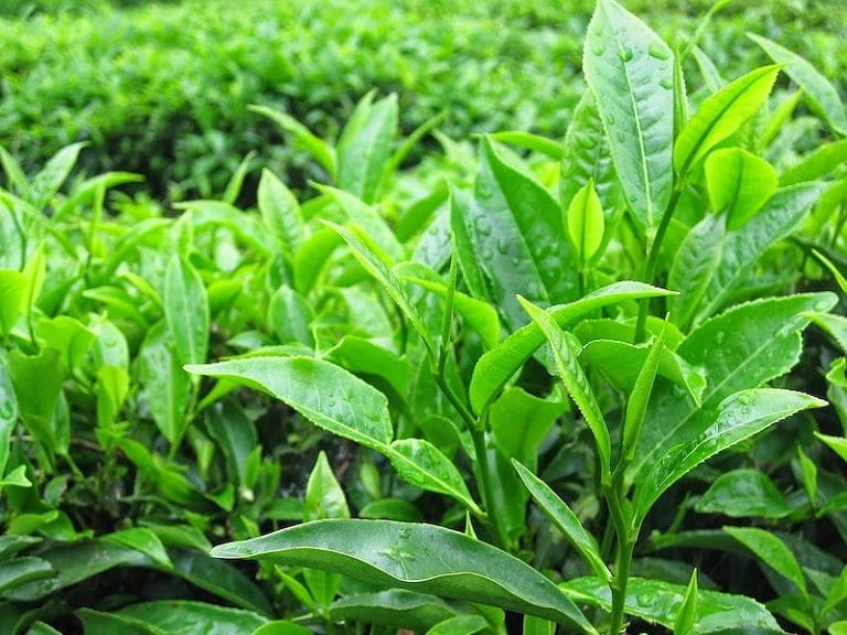 Bài thuốc từ lá chè xanh giúp cải thiện tình trạng viêm nhiễm và khử mùi hôi vùng kín