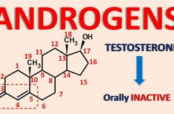 Hormone androgen là một loại hormone chủ yếu tồn tại ở cơ thể nam giới và chỉ chiếm một phần nhỏ trong cơ thể phụ nữ