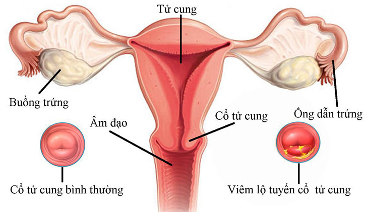 Estrogen là yếu tố không thể thiếu đối với chức năng sinh sản cũng như chu kỳ kinh nguyệt của phụ nữ